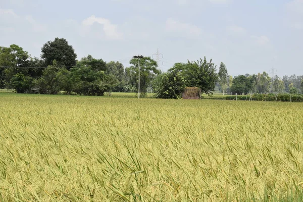 Рисовое Поле Время Зрелости Фото Сделано Харьяне Индия Несколько Дней — стоковое фото