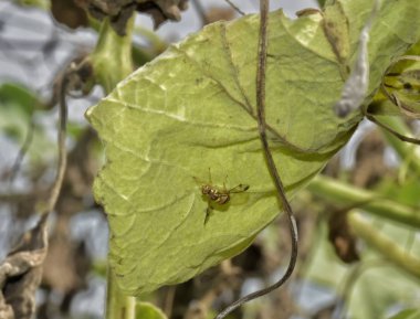 Cucurbit meyve sinek Bactrocera cucurbitae, cucurbits en önemli zararlılarından biridir. Bu şişe kayımı yaprağı yüzeyinin altında bulundu, photoshoot öğlen yapılan.
