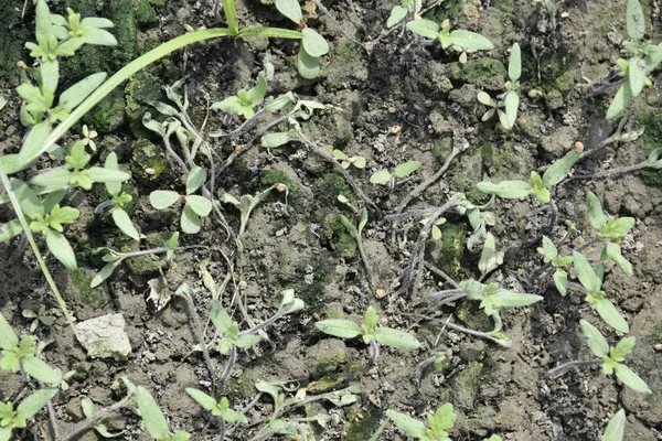 Pépinière Tomates Infectée Par Maladie Amortissement Son Stade Développement Séance — Photo