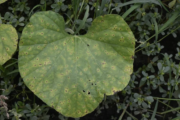 Blatt Eines Flaschenkürbisses Der Von Der Cercospora Krankheit Befallen Ist lizenzfreie Stockbilder