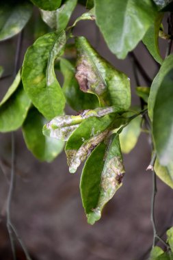 Turunçgiller (Phyllocnistis citrella), Gracillaridae familyasından bir güve türü. Yaprak madeni larvaları, şimdi kinlerin yaprakları.. 