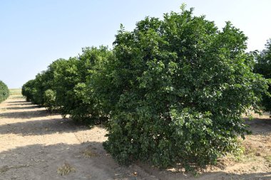 Kinnow, Hindistan ve başka ülkelerde yaygın olarak yetiştirilen yüksek verimli bir mandalina karışımıdır. Kinnow Meyve Bahçesi fotoğrafı. Öğleden sonra Kuzey Hindistan 'da çekilecek..