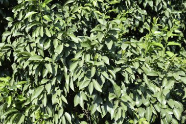 Kinnow bitkisel hayatta çok fazla yeşillik bırakır. Kinnow narenciye grubuna ait bir ağaçtır..