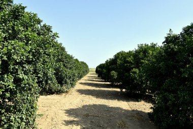 Kinnow, Hindistan ve başka ülkelerde yaygın olarak yetiştirilen yüksek verimli bir mandalina karışımıdır. Kinnow Meyve Bahçesi fotoğrafı. Öğleden sonra Kuzey Hindistan 'da çekilecek..