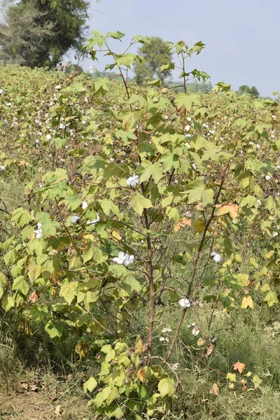 Cotton crop field photo it is a soft, fluffy staple fiber that grows in a boll, around the seeds of the cotton plants of the genus Gossypium in the mallow family Malvaceae. Photoshoot in noon in Haryana India.
