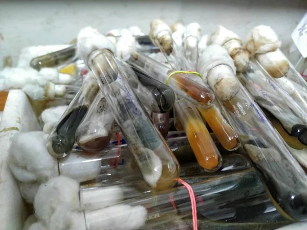 Bir Tepsi Dolusu Mantar Kültürü Bireysel Tüplerde Hayatta Kalarak Laboratuvarı — Stok fotoğraf