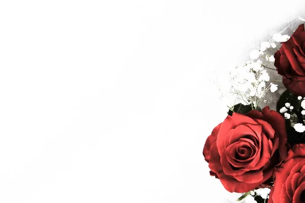 Beyaz Arkaplanda Güller — Stok fotoğraf