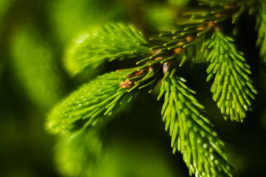 Vahşi ladin güzel sprig