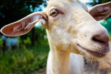 Çim arka plan üzerinde fotoğraf keçi