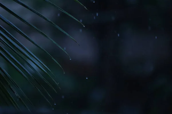 Water drops on leaves of coconut tree — Stock Photo, Image