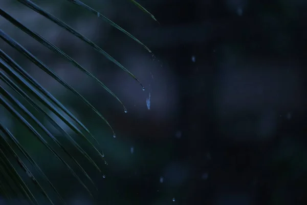Капли воды на листьях кокосового дерева — стоковое фото