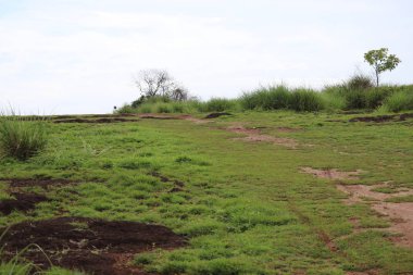 mavi gökyüzünün arka planda yeşil çim