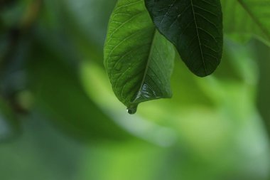 Bir ağacın yapraklarından damlayan su