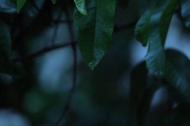 Bir ağacın yapraklarından damlayan su