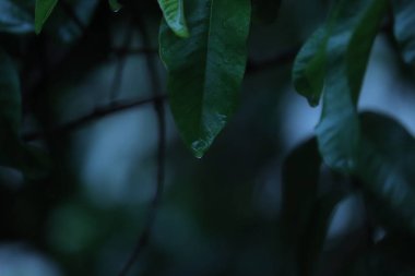 Bir ağacın yapraklarından damlayan su