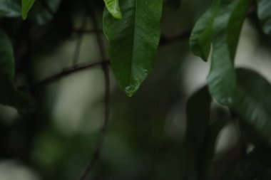 Bir ağacın yapraklarından damlayan su