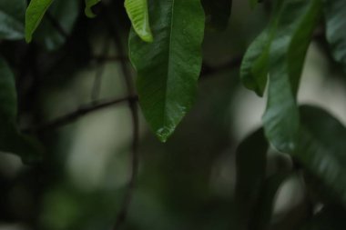 Bir ağacın yapraklarından damlayan su