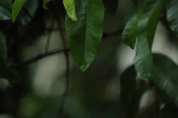 Капающая из листьев дерева вода — стоковое фото
