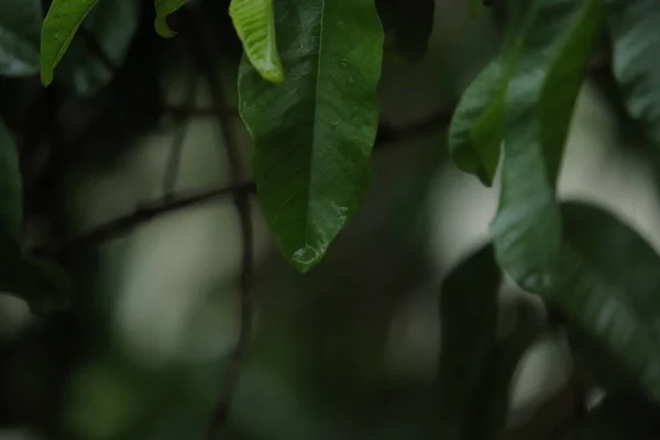 Капающая из листьев дерева вода — стоковое фото