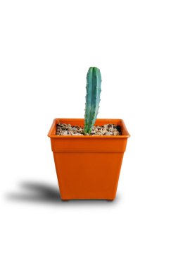 Beyaz arka plan üzerinde izole kahverengi tencerede kaktüs.