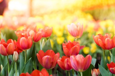 Bahçede renkli Lale çiçek. Güzel Lale buketi.