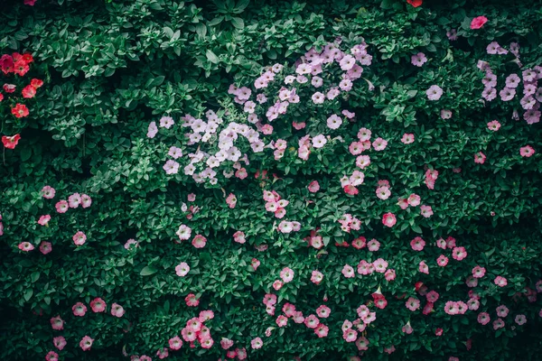 Belles Fleurs Pétunia Dans Jardin Printemps — Photo