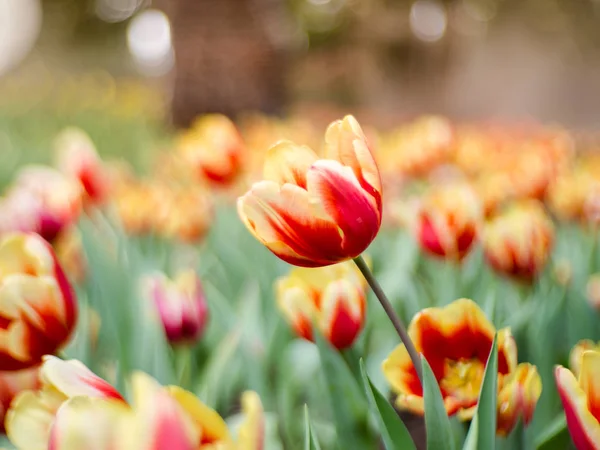 Färgglada Tulpaner Blommor Trädgården Vacker Bukett Tulpaner — Stockfoto