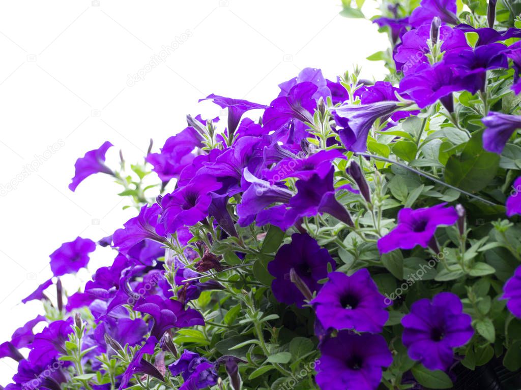 beautiful petunia flowers in the garden in Spring time