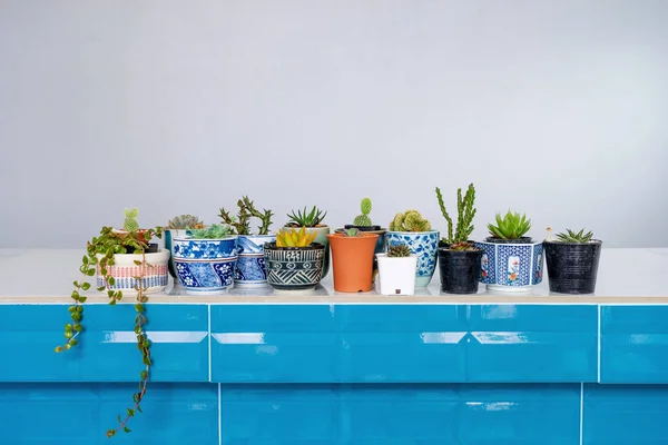 Kaktus Dalam Pot Indah Didekorasi Bar Counter — Stok Foto