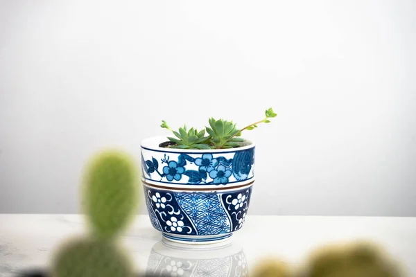 Cactus Dans Pot Joliment Décoré Sur Table — Photo