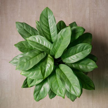 Aglaonema sp veya ahşap zemin üzerinde Çin Erergreen