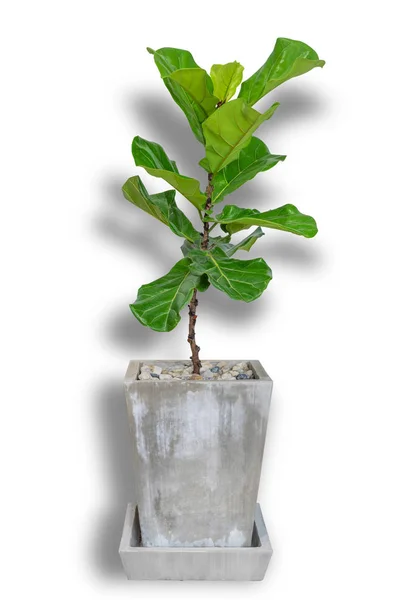 Potted Ficus Larata or Fiddle Leaf Fig Tree Isolated on White Background.