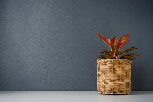 Aglaonema Chinese Erergreen Wicker Basket — Stock Photo, Image