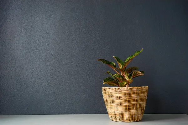 Aglaonema Chinese Erergreen Wicker Basket — Stock Photo, Image