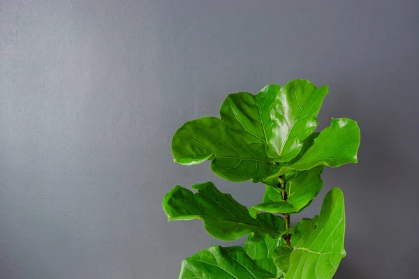 Geige Blatt Feigenbaum Auf Grauem Hintergrund — Stockfoto