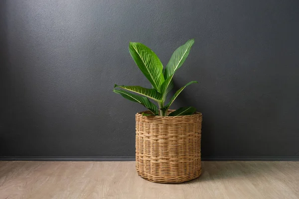 Aglaonema Atau Erergreen Cina Dalam Keranjang Wicker — Stok Foto