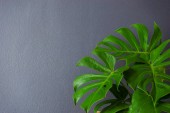grüne Blätter der Monstera (Philodendron) tropische Blattpflanze, die im Haus wächst.