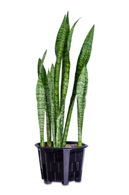 Sansevieria veya beyaz arka plan üzerinde izole bir tencerede yılan bitki