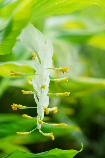 Globba White Dragon Flower Globba Winitii Wright Smithatris Supraneanae Kress — Stock Photo, Image