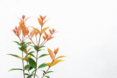 Avustralya Rose Apple, fırça kiraz, Creek Lily tülenmiş, dere Satinash