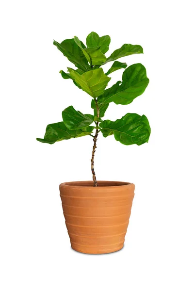 Potted Ficus Larata Fiddle Leaf Fig Tree Pot Isolated White — Stok Foto