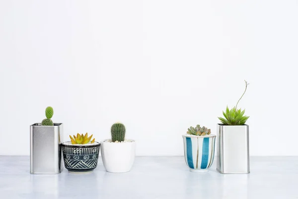 Collection Various Cactus Succulent Plants Different Pots — Stock Photo, Image