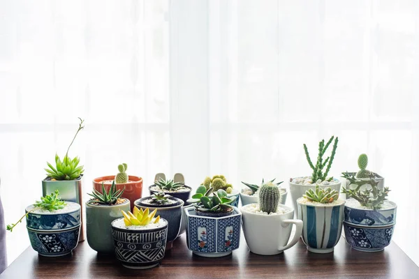 Kaktus Dalam Pot Indah Didekorasi Atas Meja — Stok Foto