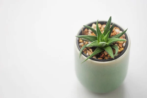 Close Cactus Ceramic Pot Table — Stock Photo, Image