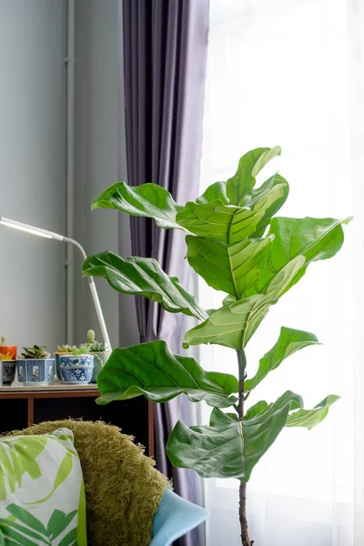 Fiddle leaf fig tree in the living room.