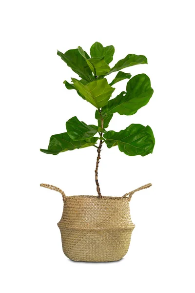 Potted Ficus Larata Fiddle Leaf Fig Tree Isolated White Background — Stok Foto