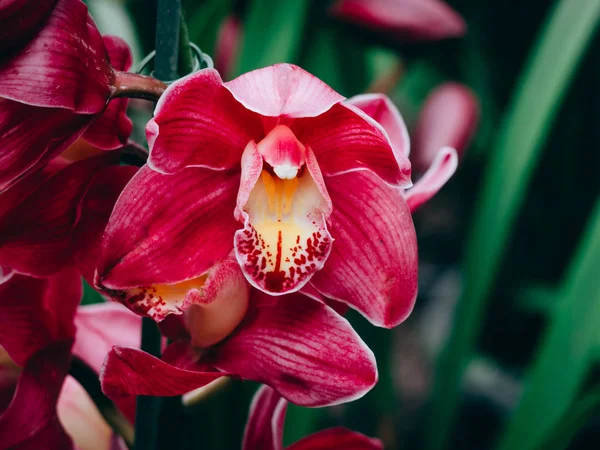 Belle Fleur Nombreuses Orchidées Dans Jardin — Photo