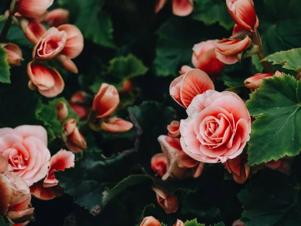 Bahçedeki Tüberküloz Begonyaların Begonya Tüberhibridası Sayısız Parlak Çiçekleri — Stok fotoğraf