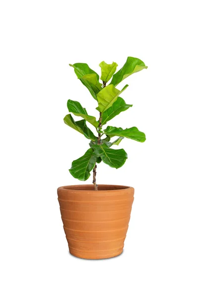 Potted Ficus Larata Fiddle Leaf Fig Tree Pot Isolated White — Stok Foto