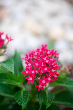 Pentas yapraklı sinirli ot veya bahçede çiçek açan Mısır yıldız kümesi çiçek.